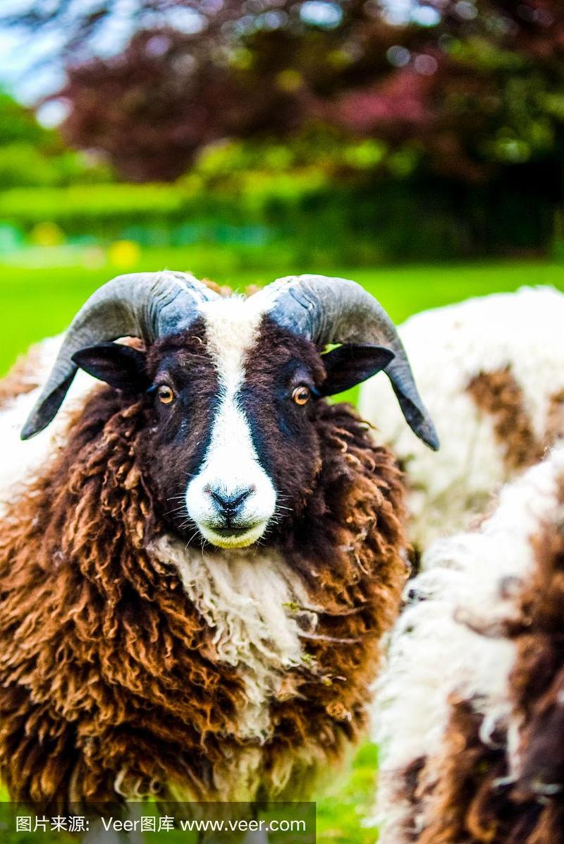 黑白羊是哪个品种？-图3