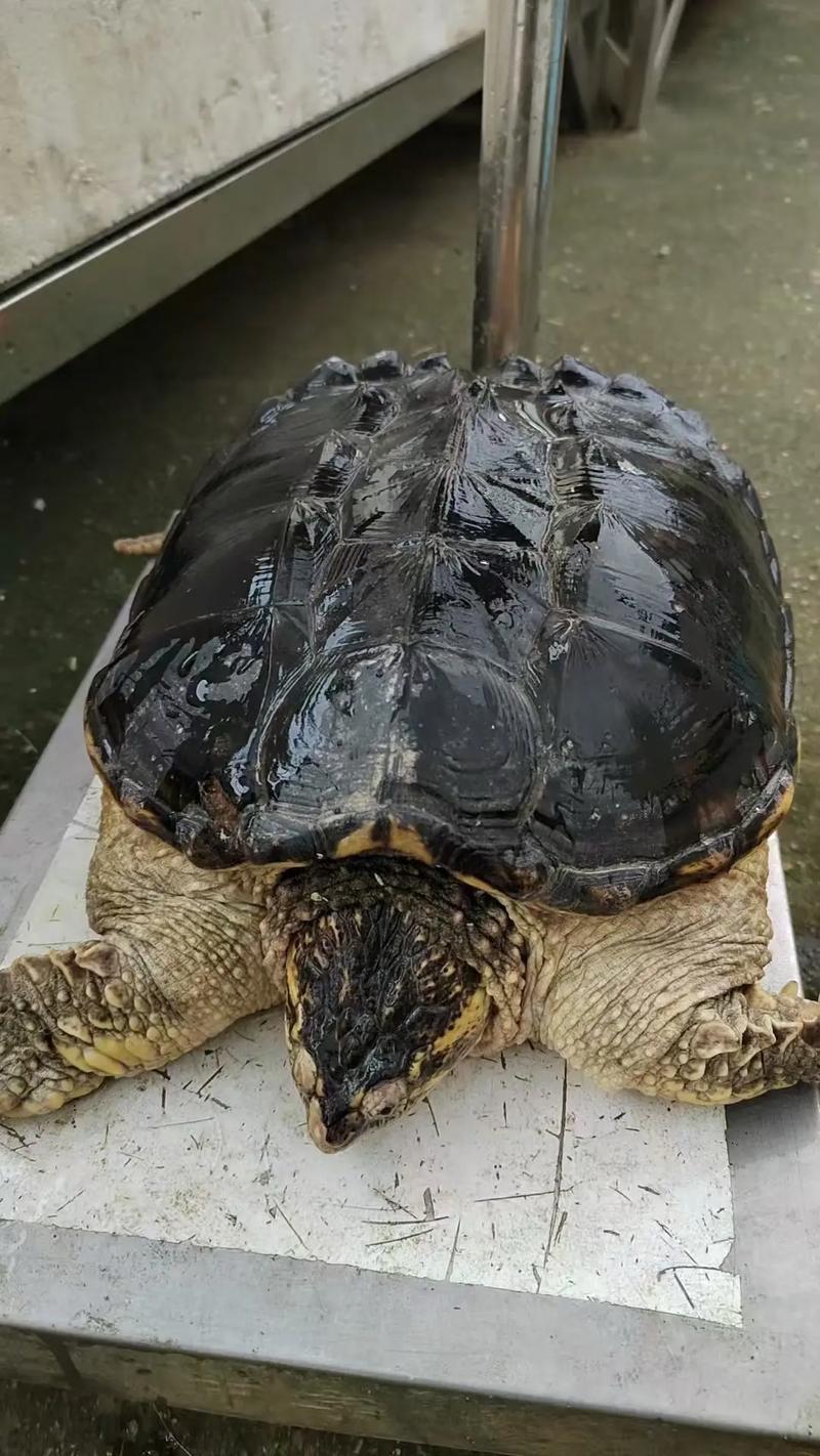 鳄鱼龟哪个品种最好养？-图1