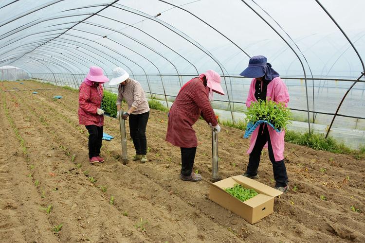 玉米大棚种植技术视频，核心要点有哪些？-图2