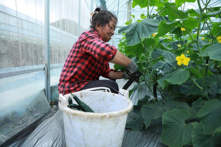 大棚黄瓜管理技术视频，关键要点有哪些？-图2