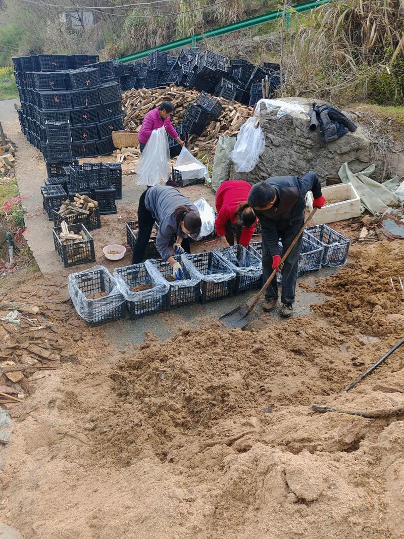 天麻高产技术视频，如何种出高产天麻？-图1