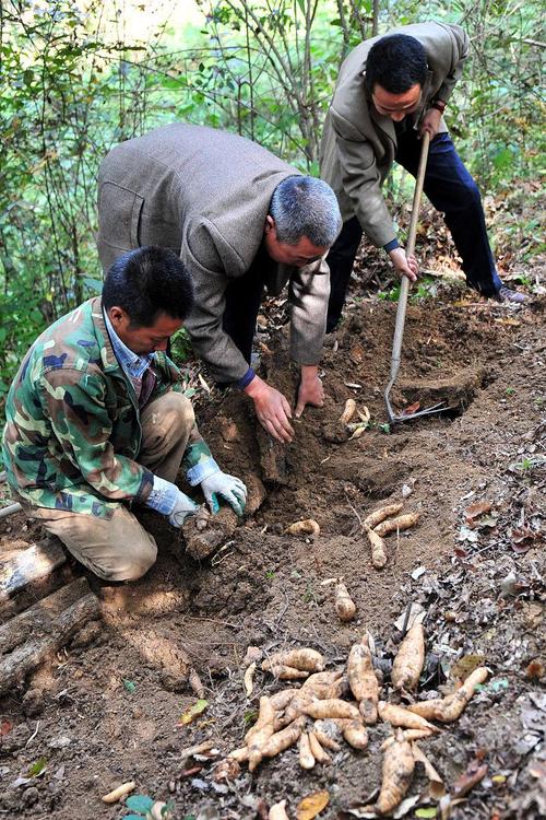天麻高产技术视频，如何种出高产天麻？-图2