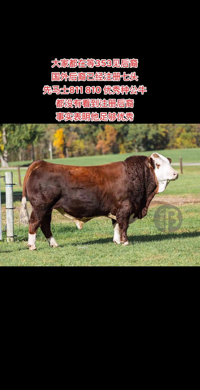 什么品种的牛最好养？-图2