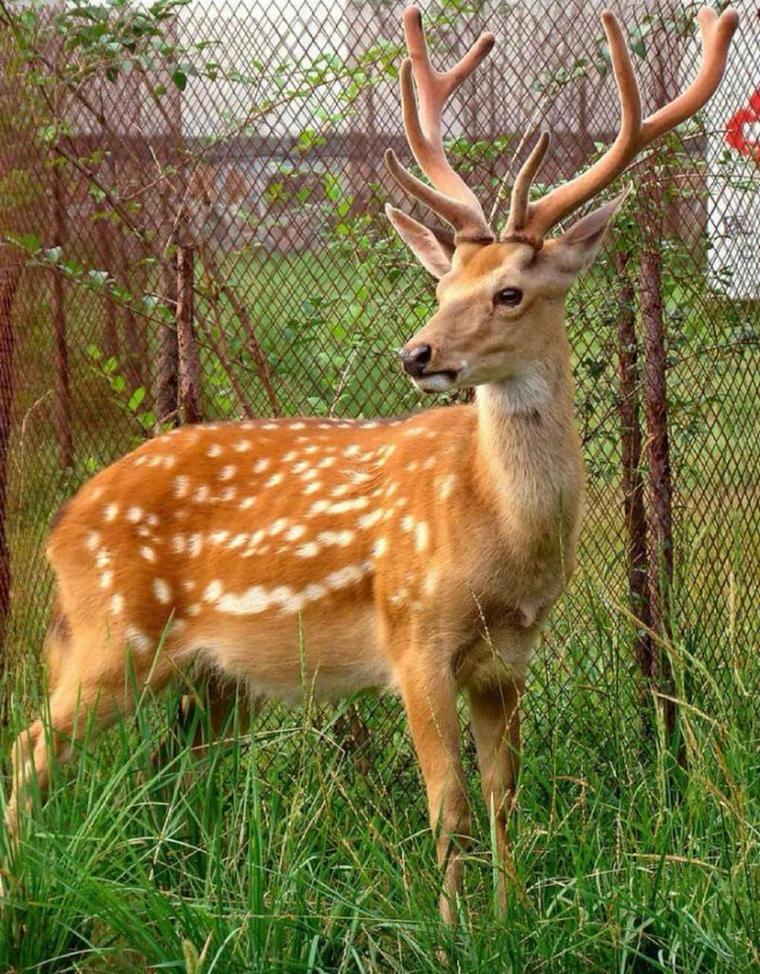 什么品种梅花鹿最好？-图2