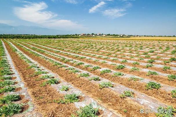 露天西瓜种植管理有哪些关键技术？-图3