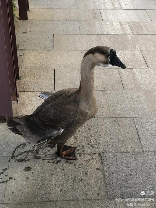 道州灰鹅是哪个品种-图1