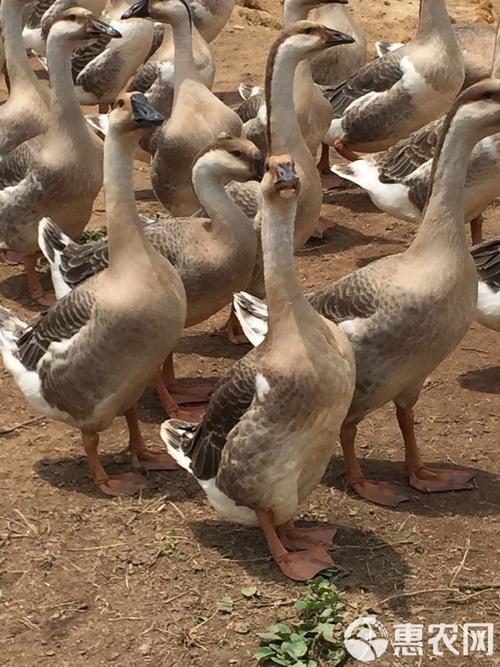 道州灰鹅是哪个品种-图2