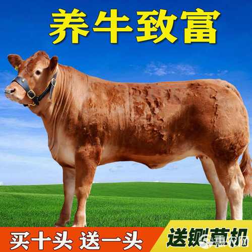 广东鲁西黄牛牛苗价格多少钱？-图1