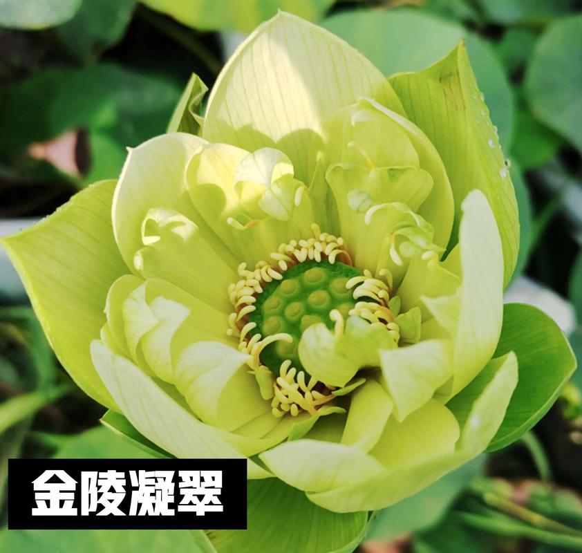 名贵碗莲品种有哪些？-图1