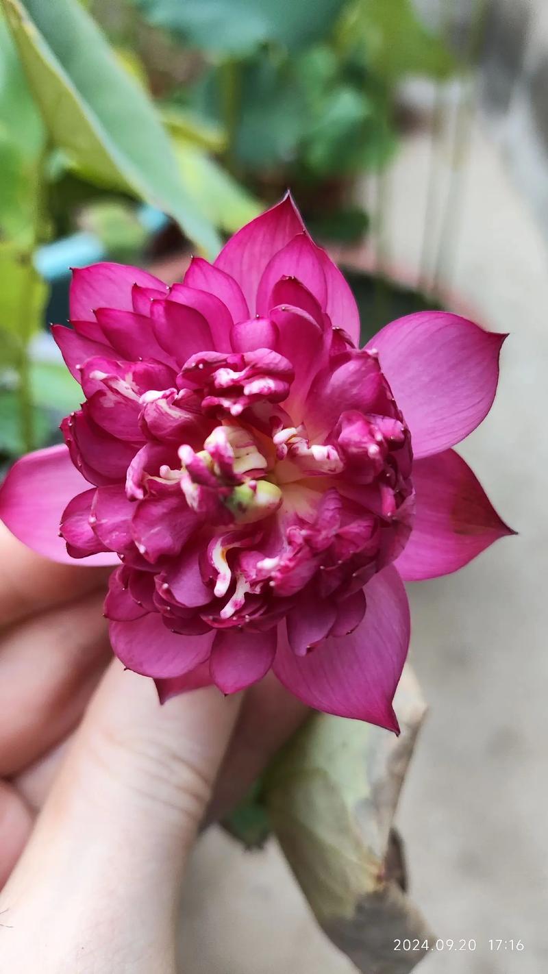 名贵碗莲品种有哪些？-图2