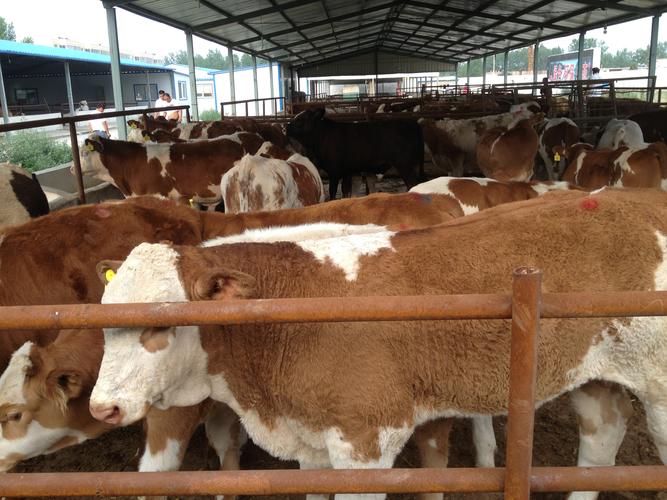 什么品种的牛利润高-图2