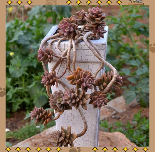 哪些多肉品种最耐寒？-图1