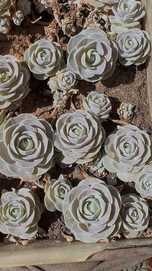 哪些多肉品种最耐寒？-图2