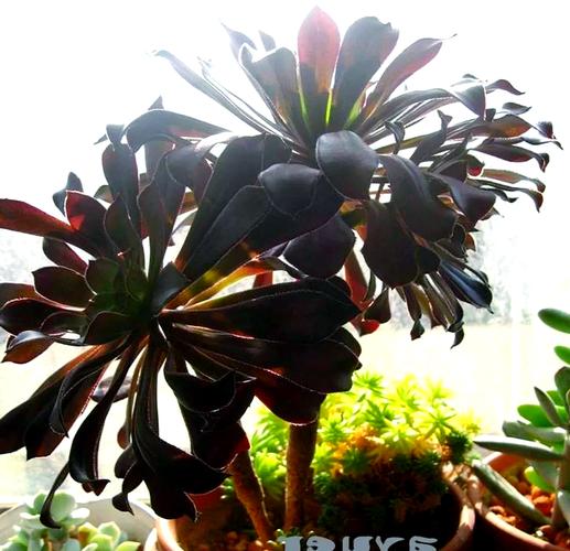 黑法师有几个品种？-图1