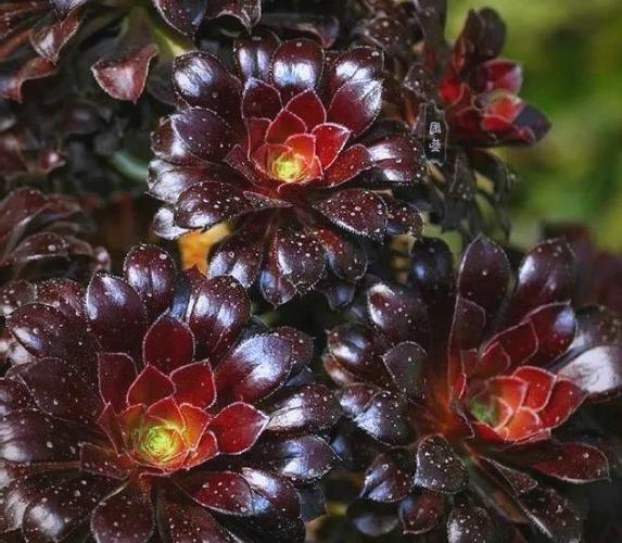 黑法师有几个品种？-图2