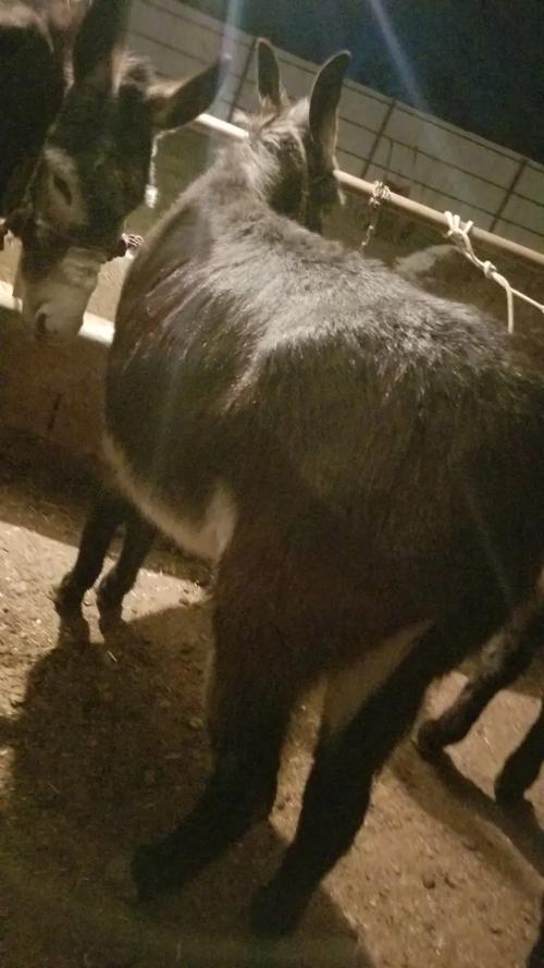架子驴是什么驴品种-图2