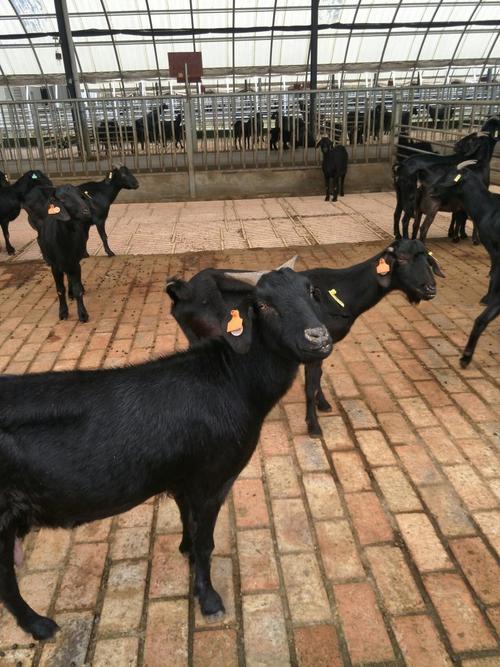 金堂黑山羊养殖技术有哪些要点？-图1