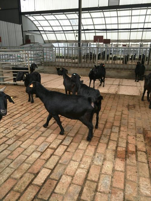 金堂黑山羊养殖技术有哪些要点？-图3