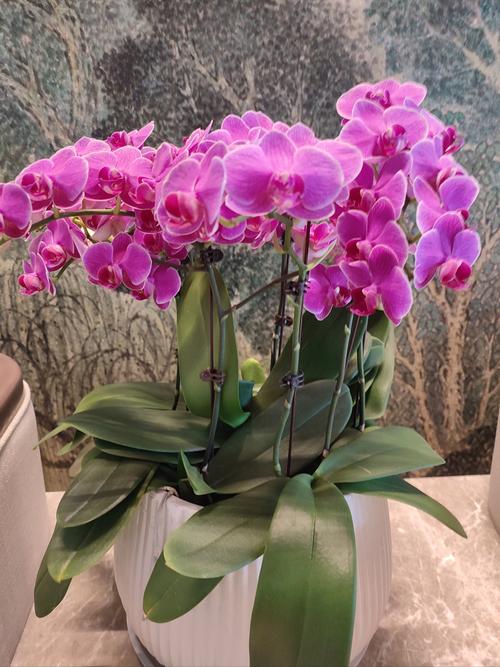 哪些兰花品种适合做插花？-图3