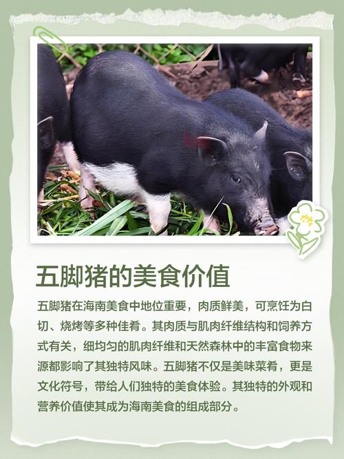 海南养猪，啥品种最合适？-图1