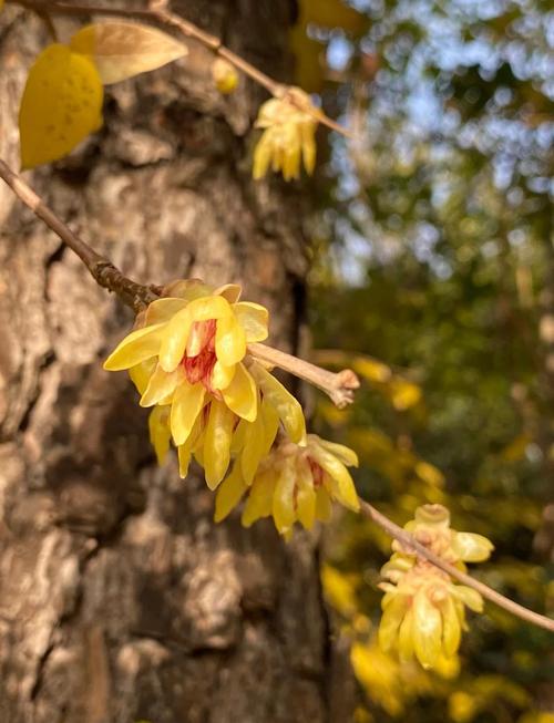 腊梅品种究竟有多少种？-图3