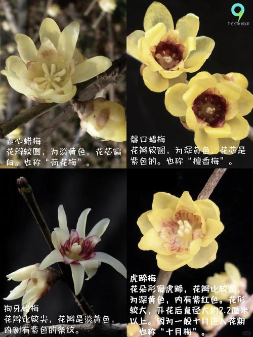 腊梅品种究竟有多少种？-图2