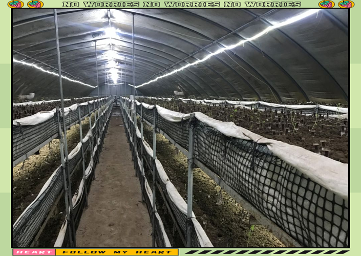 黑皮鸡枞菌种植技术有哪些关键要点？-图3