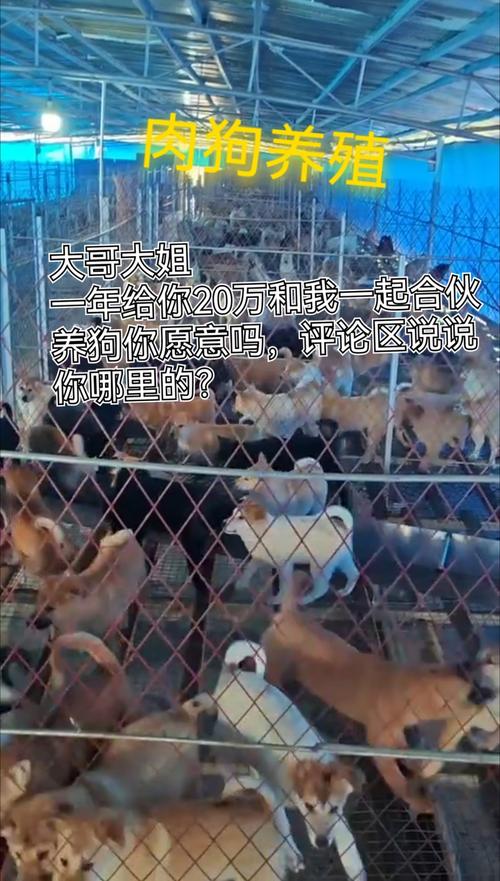 狗的养殖技术有哪些关键要点？-图1