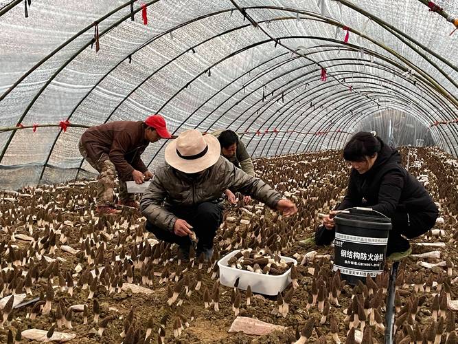 食用菌种植技术视频，新手如何快速入门？-图2