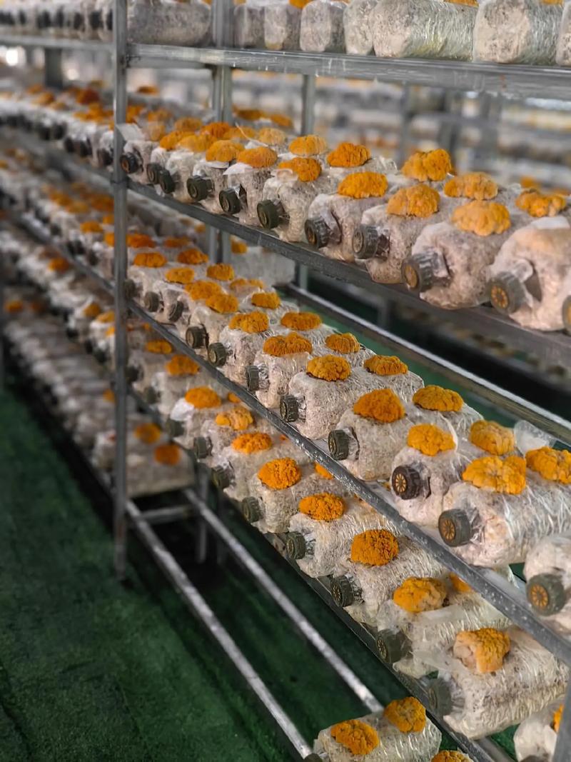 食用菌种植技术视频，新手如何快速入门？-图3