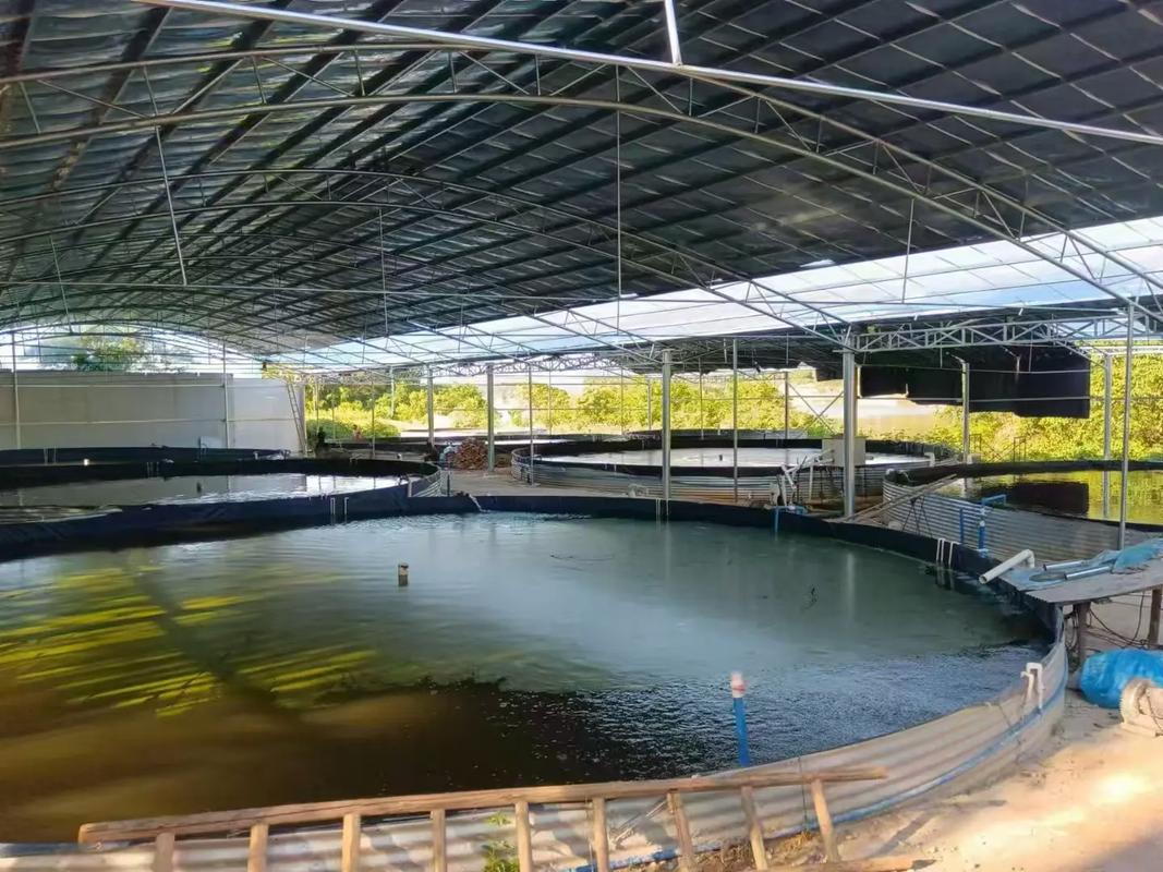 热带鱼养殖技术及视频，新手如何快速上手？-图2