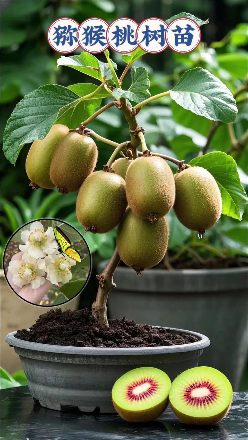 猕猴桃种植技术视频有哪些关键要点？-图1