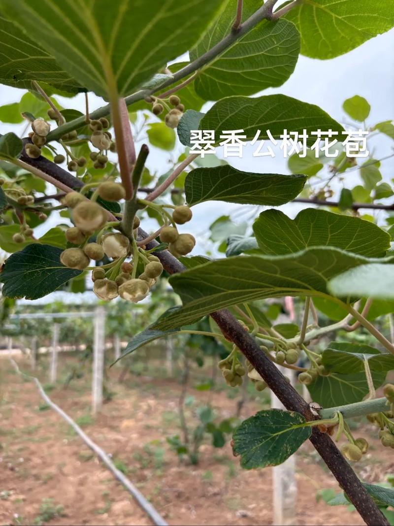 猕猴桃种植技术视频有哪些关键要点？-图2