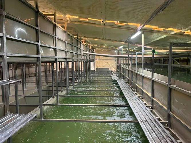 工厂化淡水养殖品种有哪些？-图1