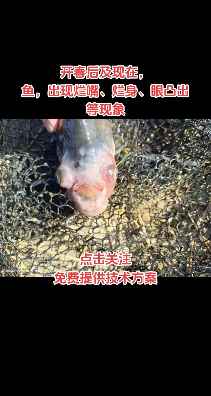 鱼养殖技术有哪些关键要点？-图2