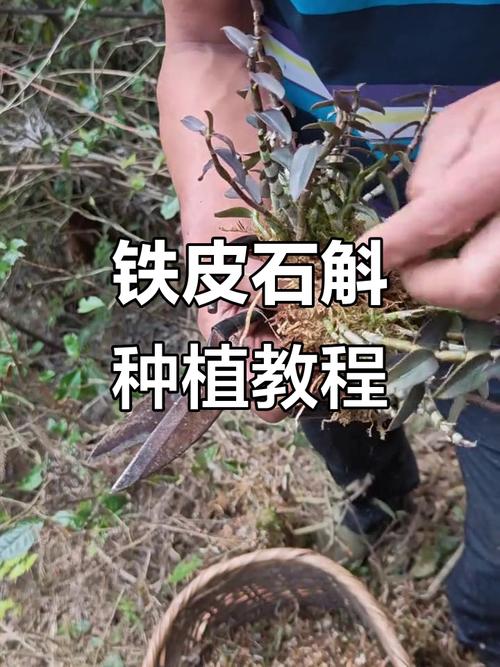 铁皮石斛种植技术有哪些关键要点？-图1