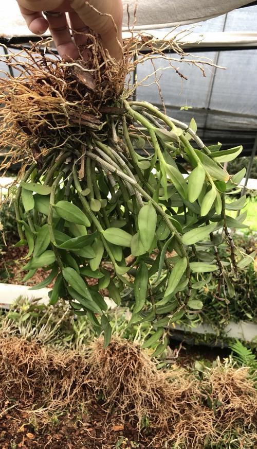 铁皮石斛种植技术有哪些关键要点？-图2