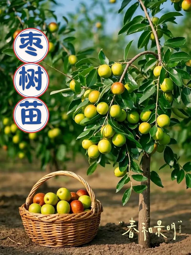 枣树矮化密植怎么种才高产？-图2