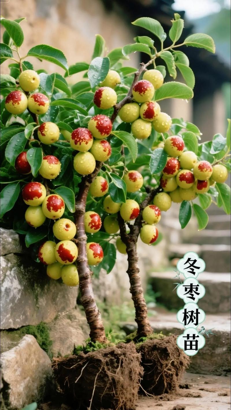 枣树矮化密植怎么种才高产？-图3