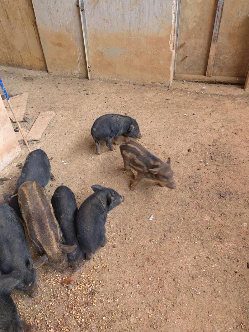 野猪养殖技术视频有哪些要点？-图1