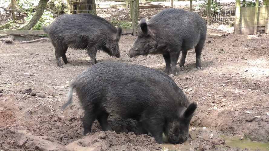 野猪养殖技术视频有哪些要点？-图2