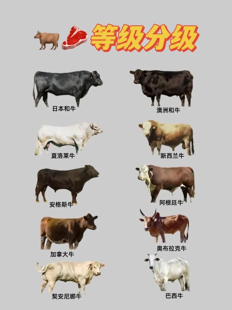 如何高效养殖出高品质雪花牛肉？-图1