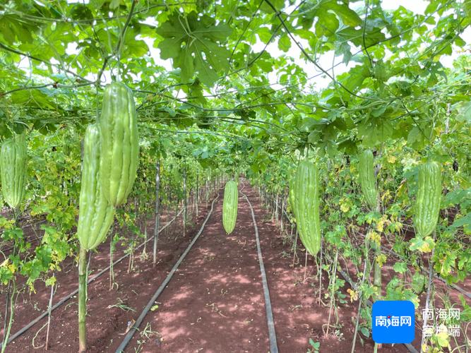 苦瓜大棚种植技术要点有哪些？-图1
