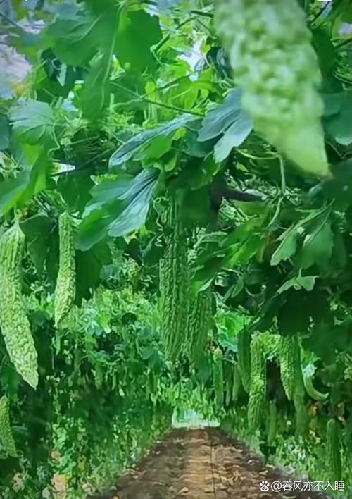 苦瓜大棚种植技术要点有哪些？-图2