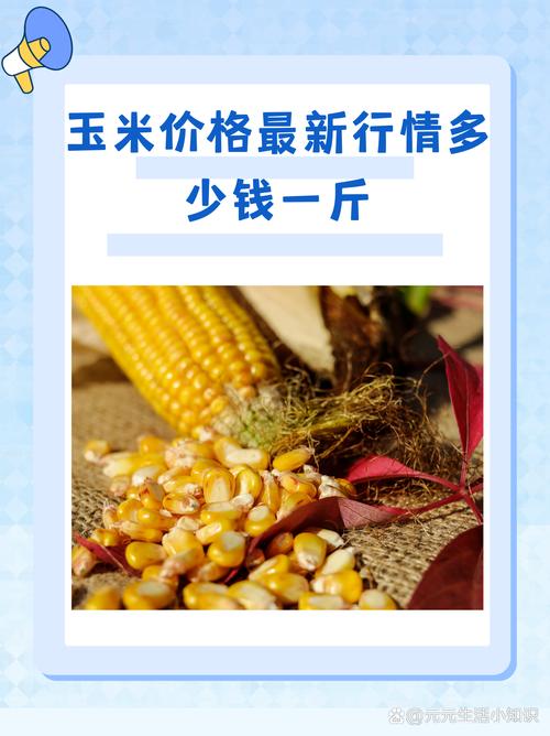 宜阳玉米价格现在多少钱一斤？-图3