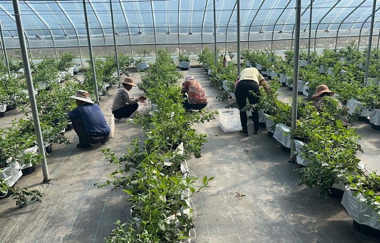 蓝莓种植管理技术视频-图1