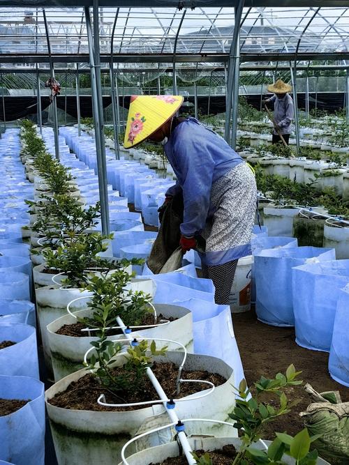 蓝莓种植管理技术视频-图3