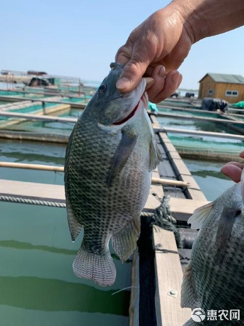 罗非鱼网箱养殖技术有哪些要点？-图3