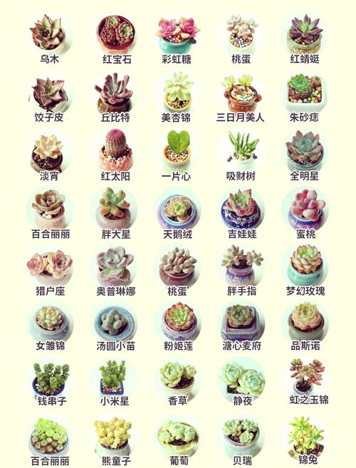 多肉植物花品种有哪些？-图1