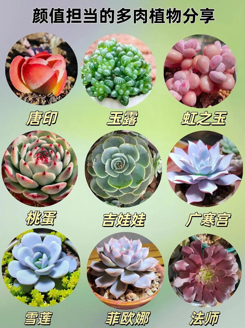多肉植物花品种有哪些？-图2